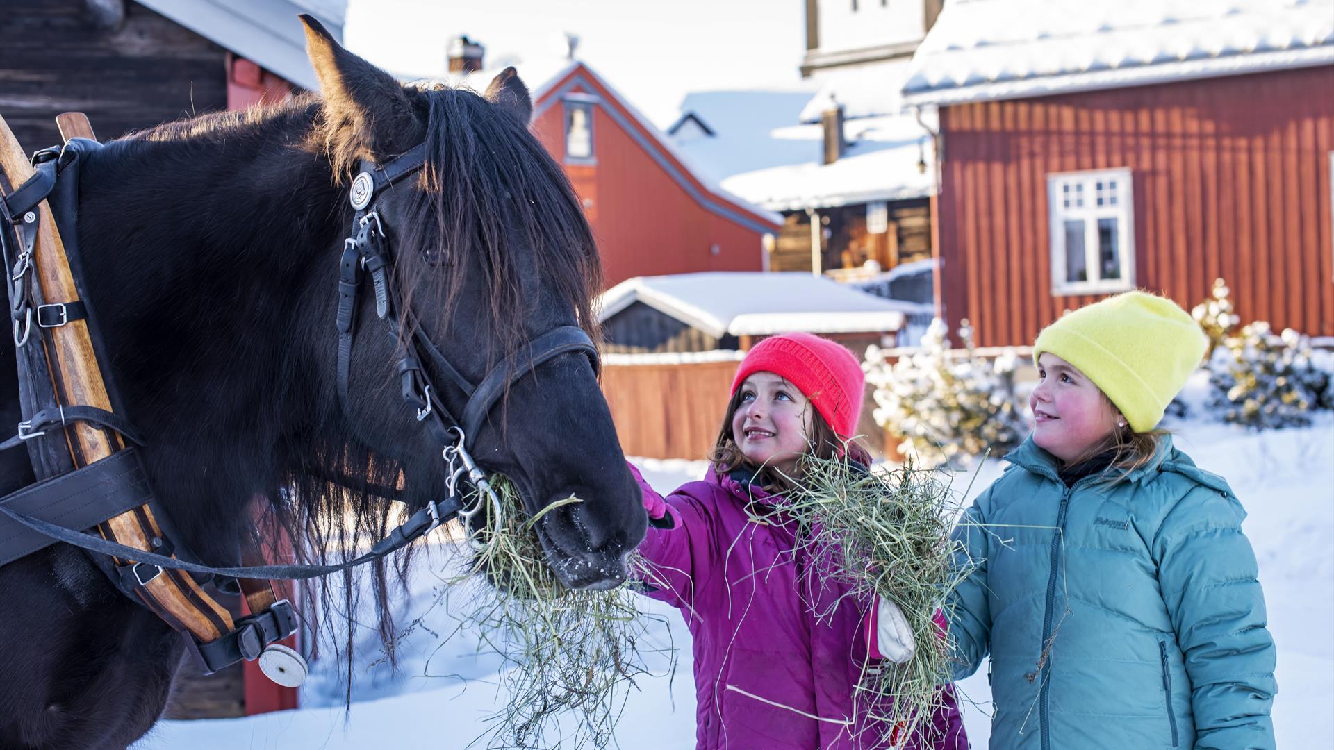 To jenter gir en hest høy. Vinter.