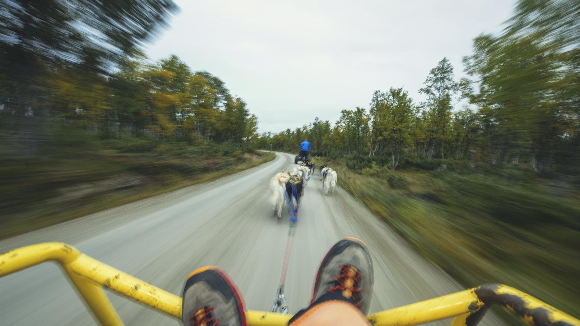 Hundekjøring på barmark, Røros