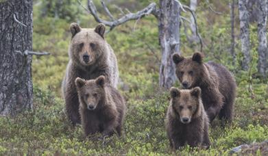 The Wolverine’s Cunning and the Bear’s Strength – Guided Tour in Gutulia National Park