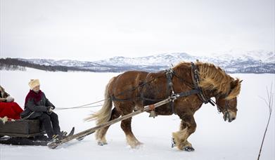 Across the Røros Plateau by Horse and Sleigh