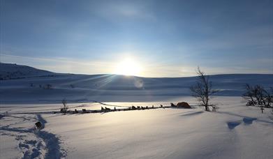 Two-Day Dog Sledding Adventure with Cabin Stay
