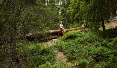 Hemmelighetene i gammelskogen - Guidet tur i Gutulia nasjonalpark