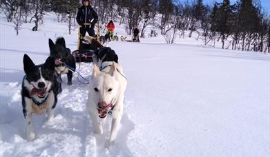 Half-Day Dogsledding Adventure in Tylldalen