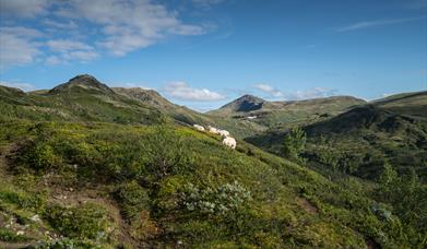 Forollhogna National Park