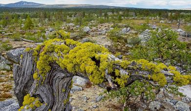 Femundsmarka Nasjonalpark