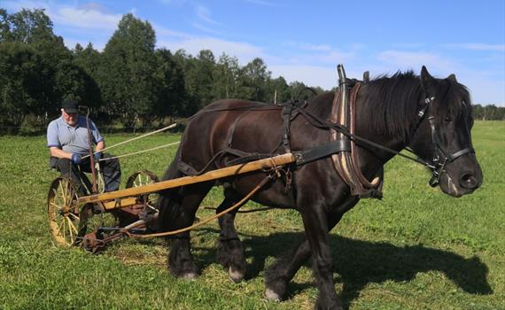 Vinnjdag på Storelvavollen