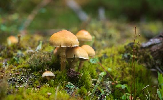 Sopp- og nyttevekstsafari - Guidet tur i Gutulia nasjonalpark