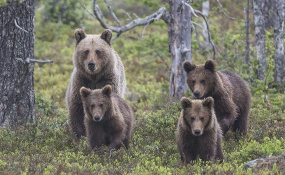 The Wolverine’s Cunning and the Bear’s Strength – Guided Tour in Gutulia National Park