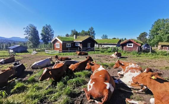 Åpen Seter, Utistuvollen i Vingelen