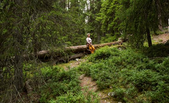 Hemmelighetene i gammelskogen - Guidet tur i Gutulia nasjonalpark