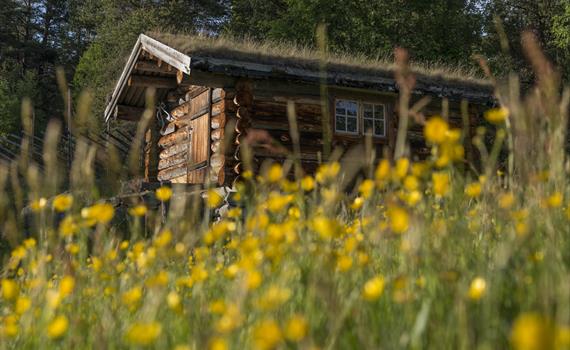 Gutulias fredede bygninger - Guidet tur i Gutulia nasjonalpark