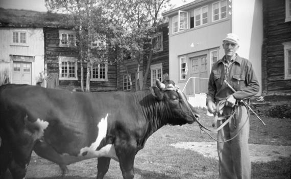 Amund Haugen med en flott okse