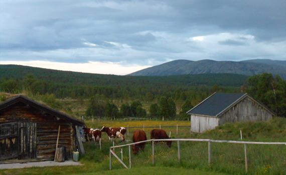 Åpen Seter, Dølvollen i Tolga