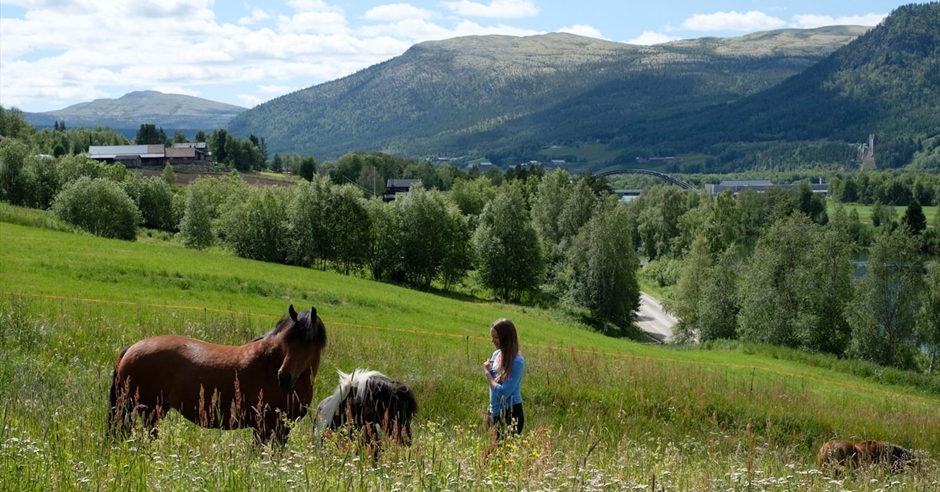 Duggfrisk sommer i Rørosregionen - Visit Røros og Østerdalen