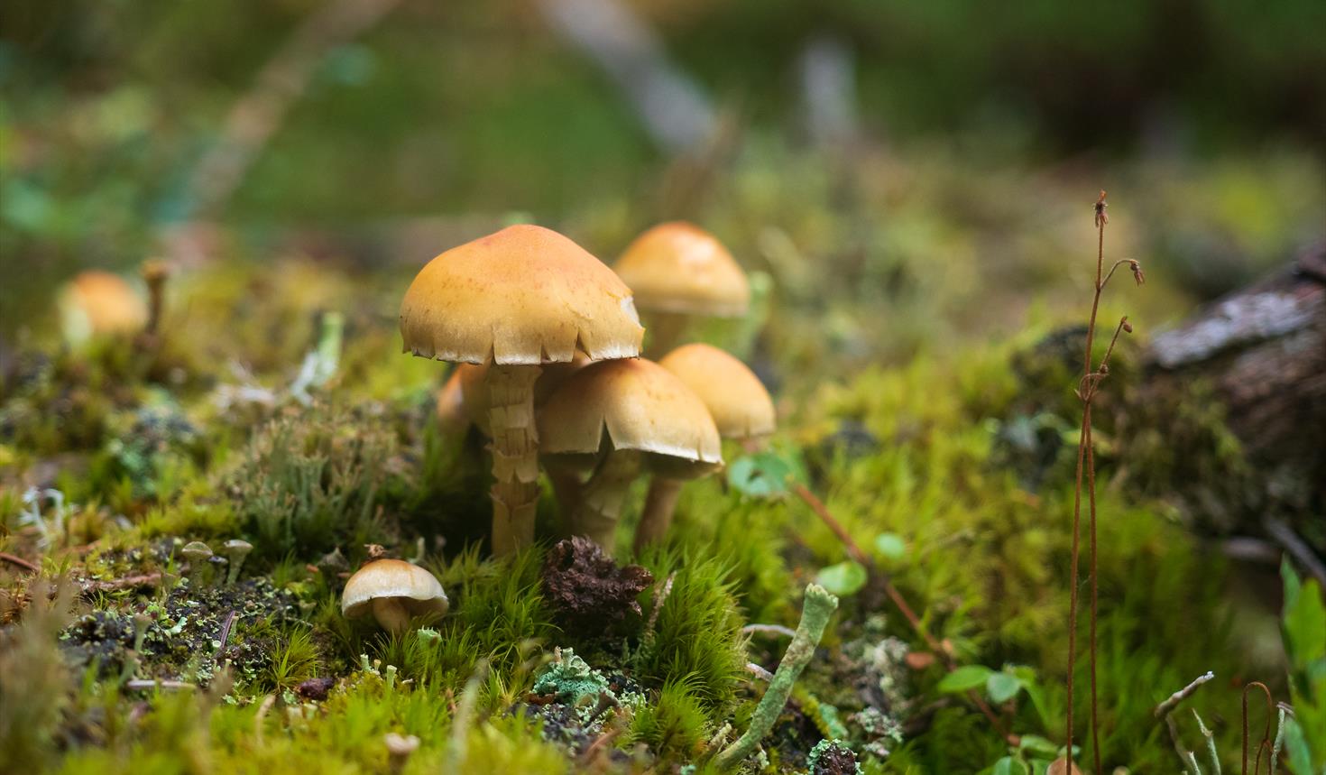 Sopp- og nyttevekstsafari - Guidet tur i Gutulia nasjonalpark