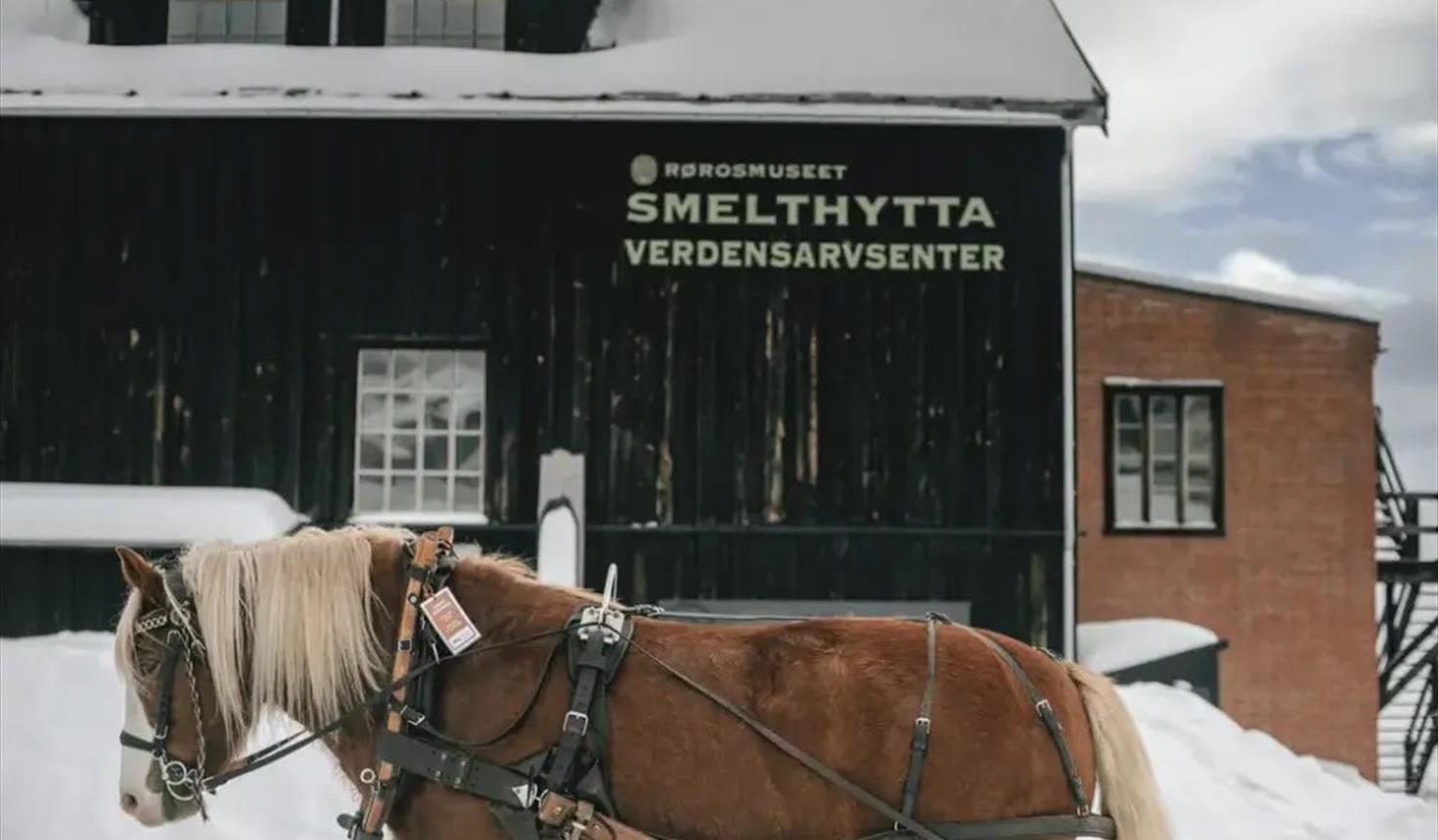 Kappkjøring med hest