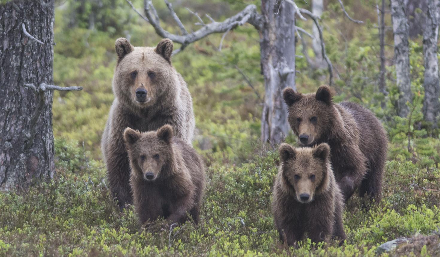 Jervens list og bjørnens styrke - Guidet tur i Gutulia nasjonalpark