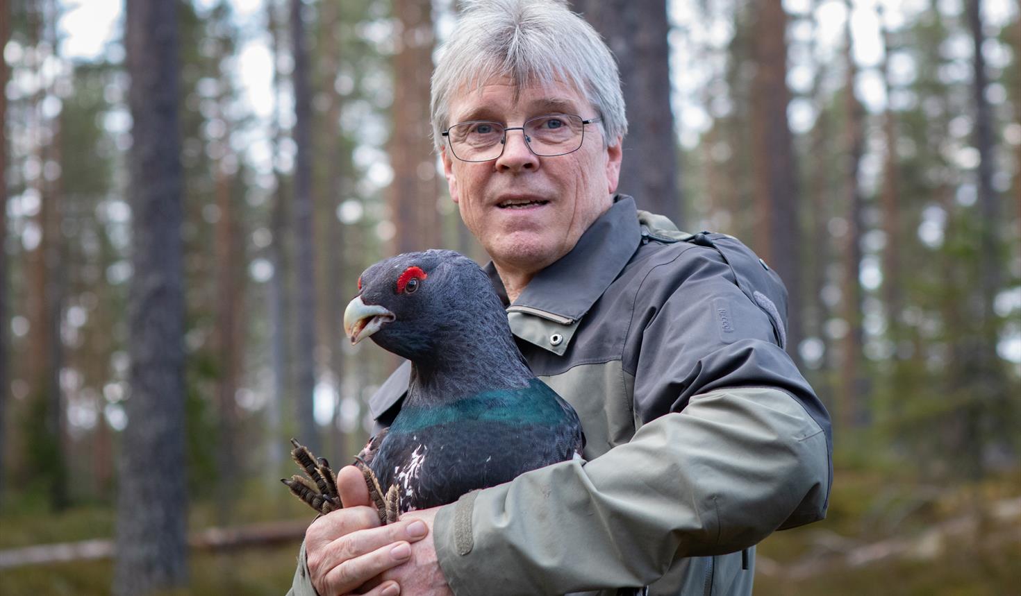 Villmarksfugler - Guidet tur i Gutulia nasjonalpark