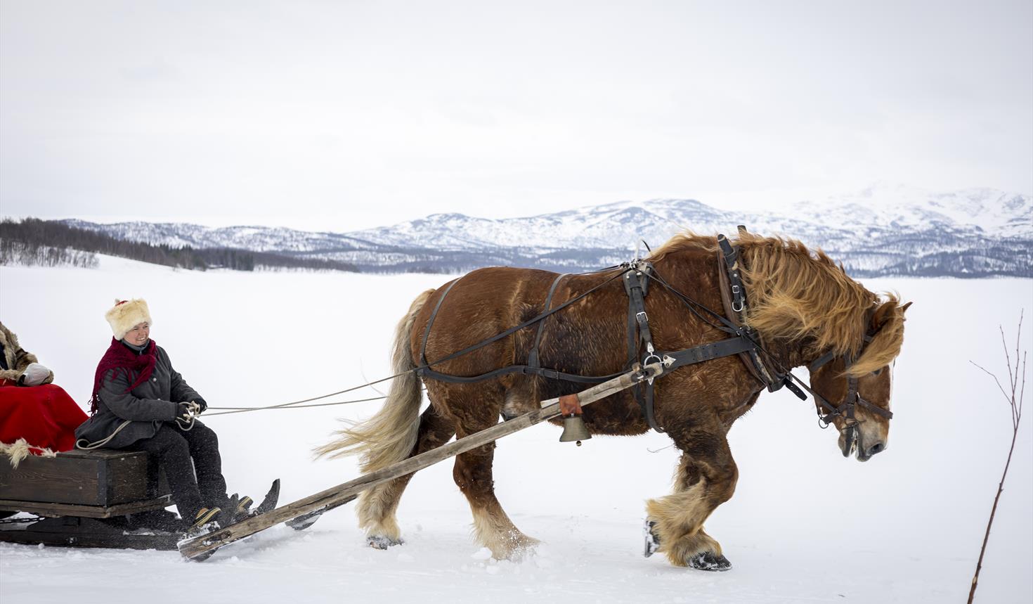 Across the Røros Plateau by Horse and Sleigh