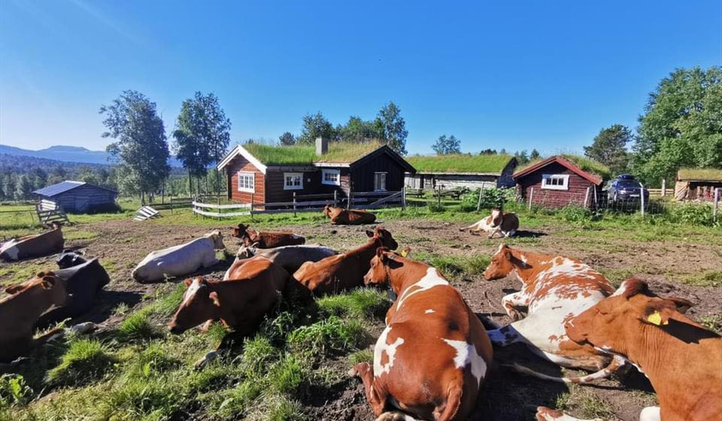 Åpen Seter, Utistuvollen i Vingelen