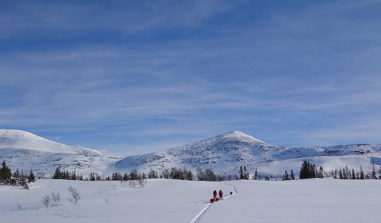 Reindeer sightseeing with Rørosrein