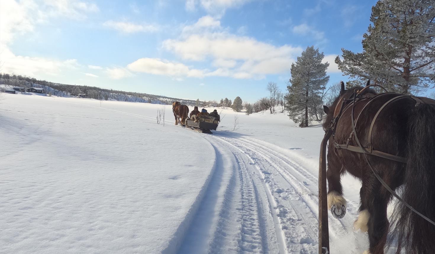 Hest og slede til Volldalskoja