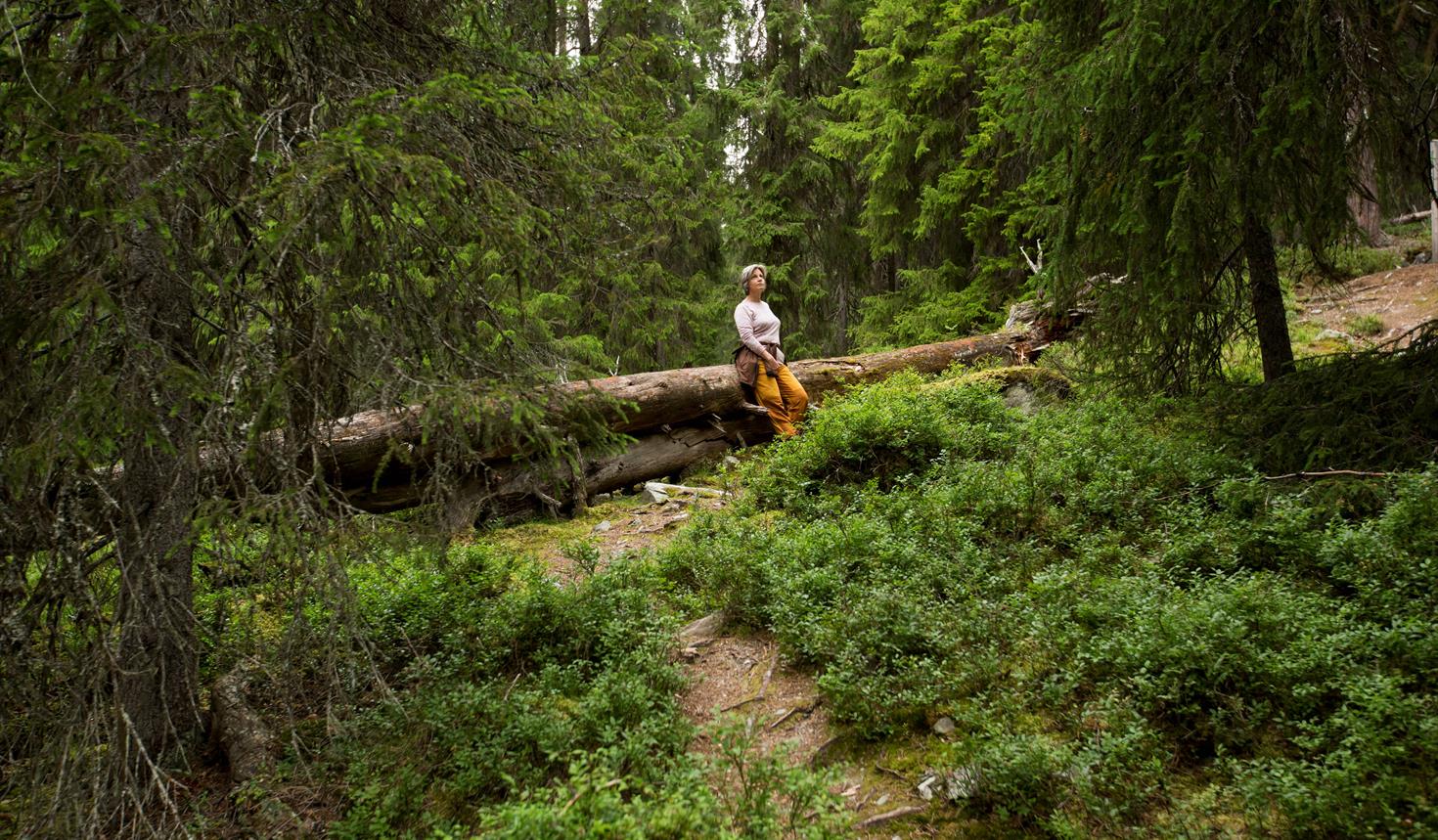 Hemmelighetene i gammelskogen - Guidet tur i Gutulia nasjonalpark