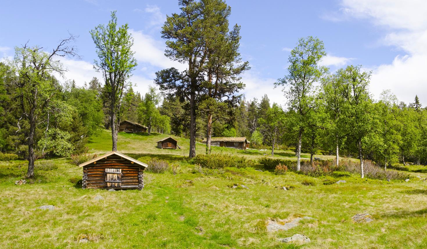 Åpen seter i Gutulia nasjonalpark