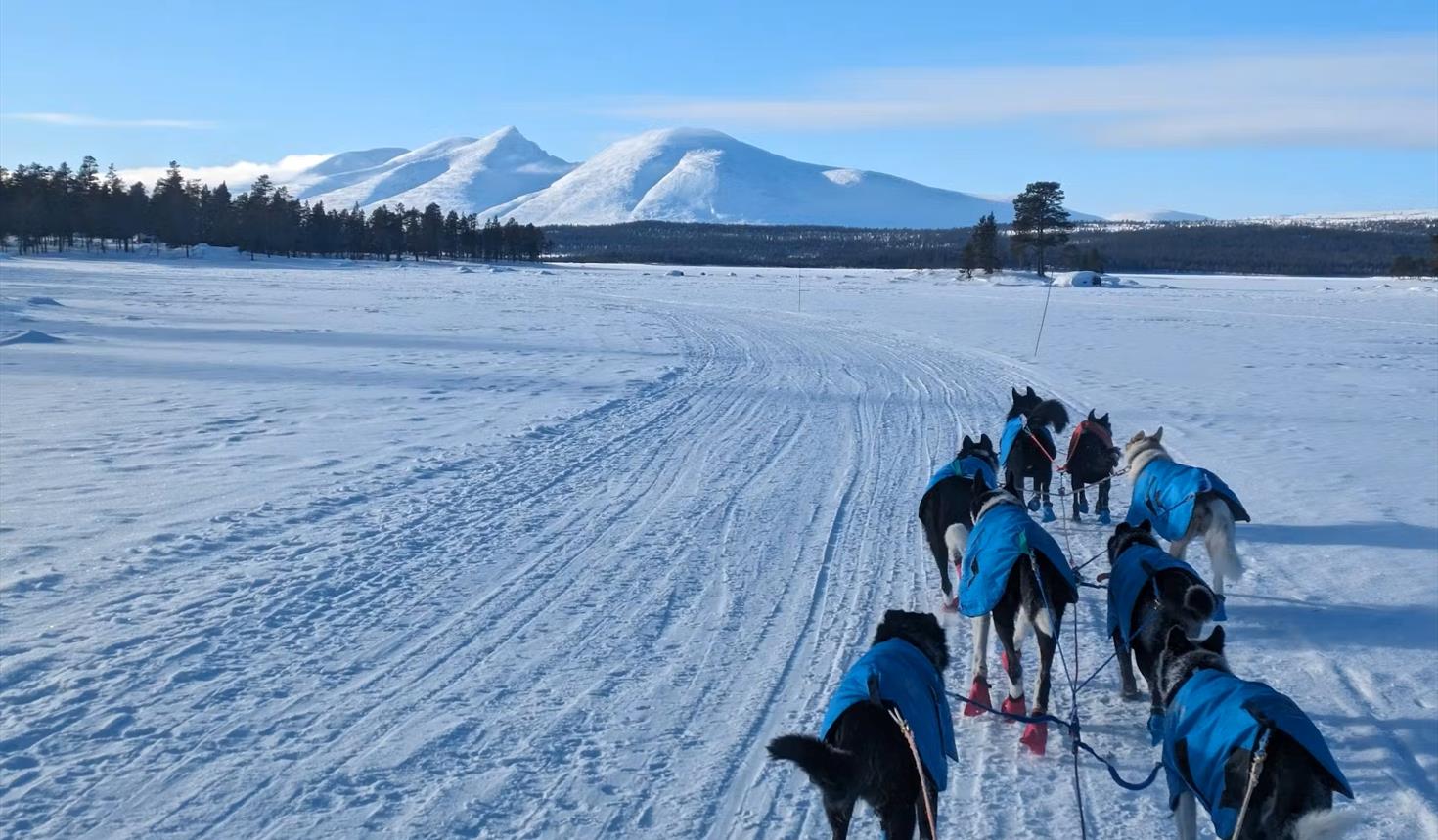 Dogsledding Adventure in Tylldalen – One hour Guided Ride