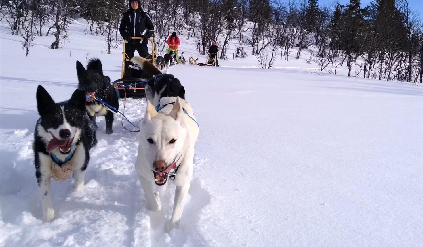 Halbtägiges Hundeschlitten-Abenteuer in Tylldalen