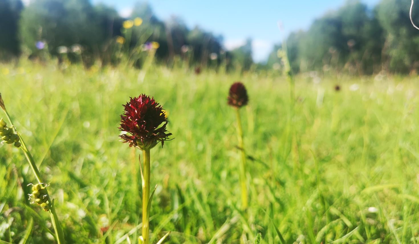 Botanisk vandring i Sølendet naturreservat