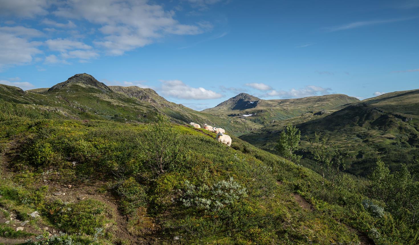 Forollhogna National Park