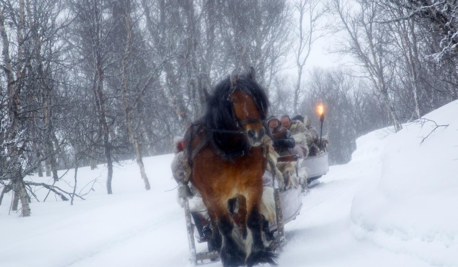 Hest og slede