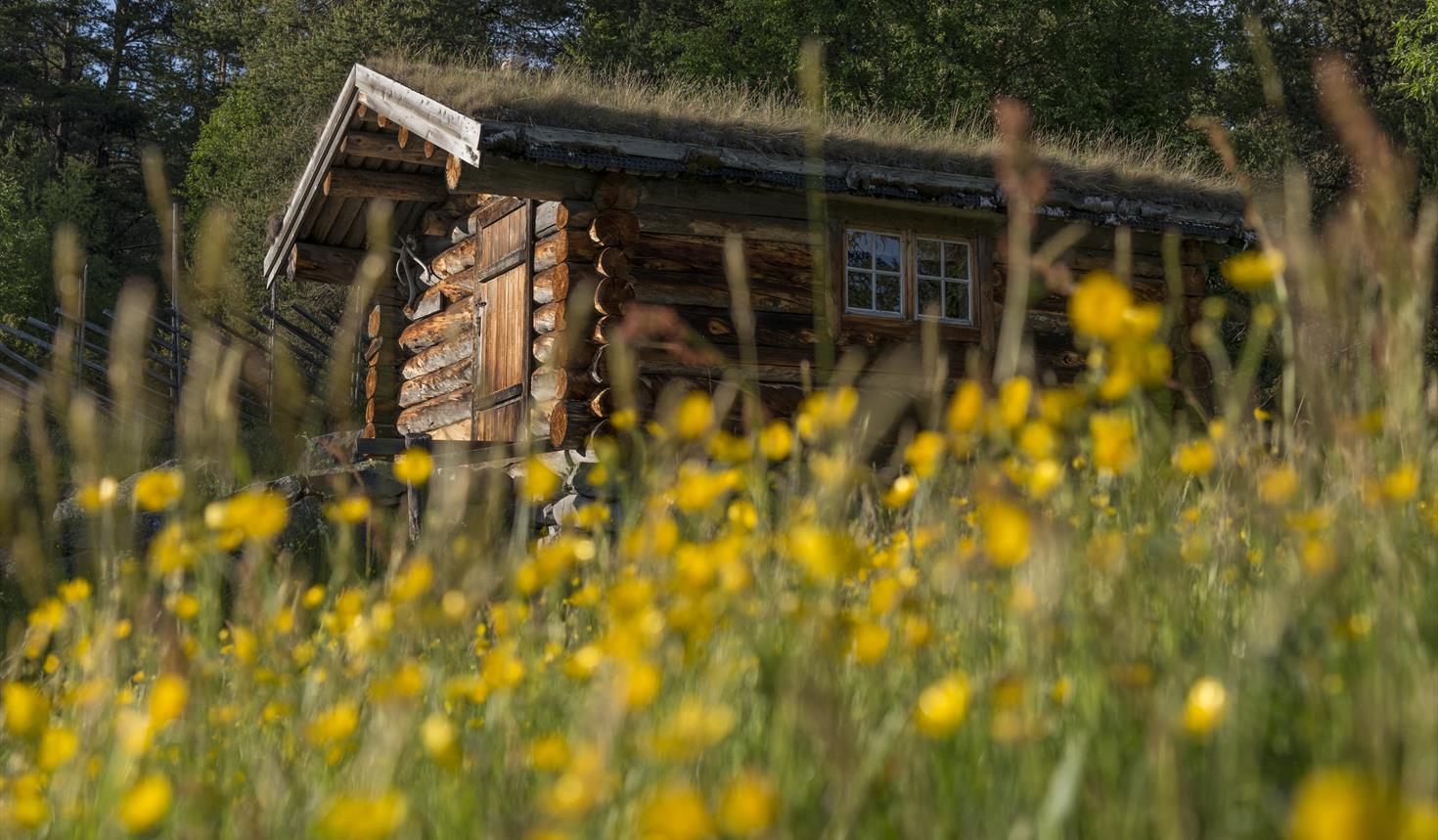 Gutulias fredede bygninger - Guidet tur i Gutulia nasjonalpark