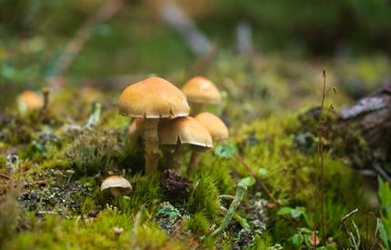Sopp- og nyttevekstsafari - Guidet tur i Gutulia nasjonalpark
