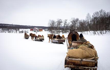 Horse and Pack – Guided Tour with Vauldalen Fjellhotell