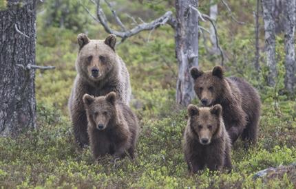 Jervens list og bjørnens styrke - Guidet tur i Gutulia nasjonalpark