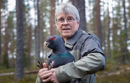 Villmarksfugler - Guidet tur i Gutulia nasjonalpark
