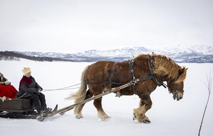 Over Rørosvidda med hest og slede