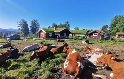 Åpen Seter, Utistuvollen i Vingelen