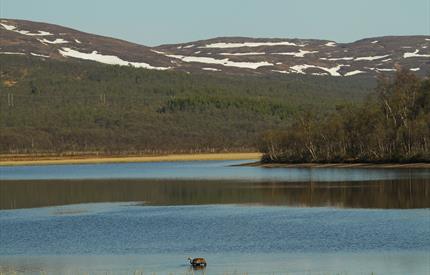 Landskap i utløpet av Molinga