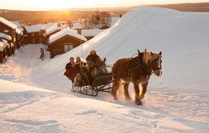 Horse and sleigh ride in Røros