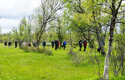 Sølendet Nature Reserve – The Orchid Paradise