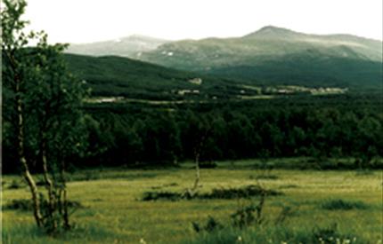 Sølendet Naturreservat-orkideenes paradis