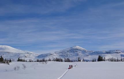 Reindeer sightseeing with Rørosrein
