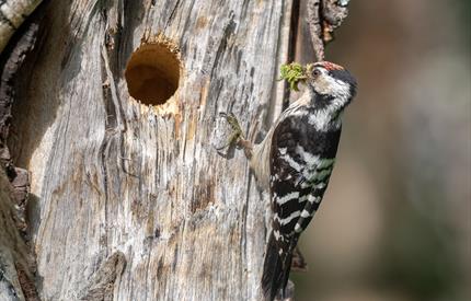 Hakkespetter - hulrom, husrom og hjerterom - Guidet tur i Gutulia nasjonalpark