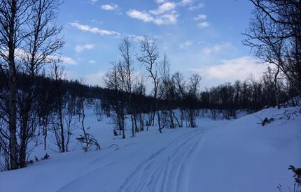 Cross-country trails in Røros