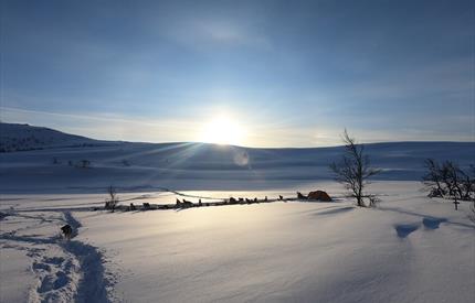 To dagers hundesledetur med hytteopphold