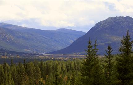 Gammeldalen naturreservat