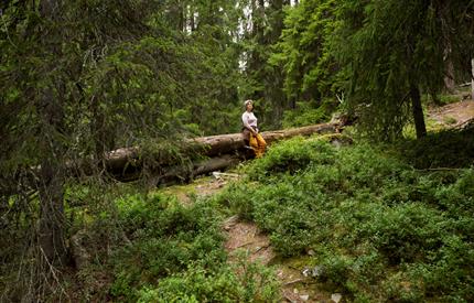 Hemmelighetene i gammelskogen - Guidet tur i Gutulia nasjonalpark